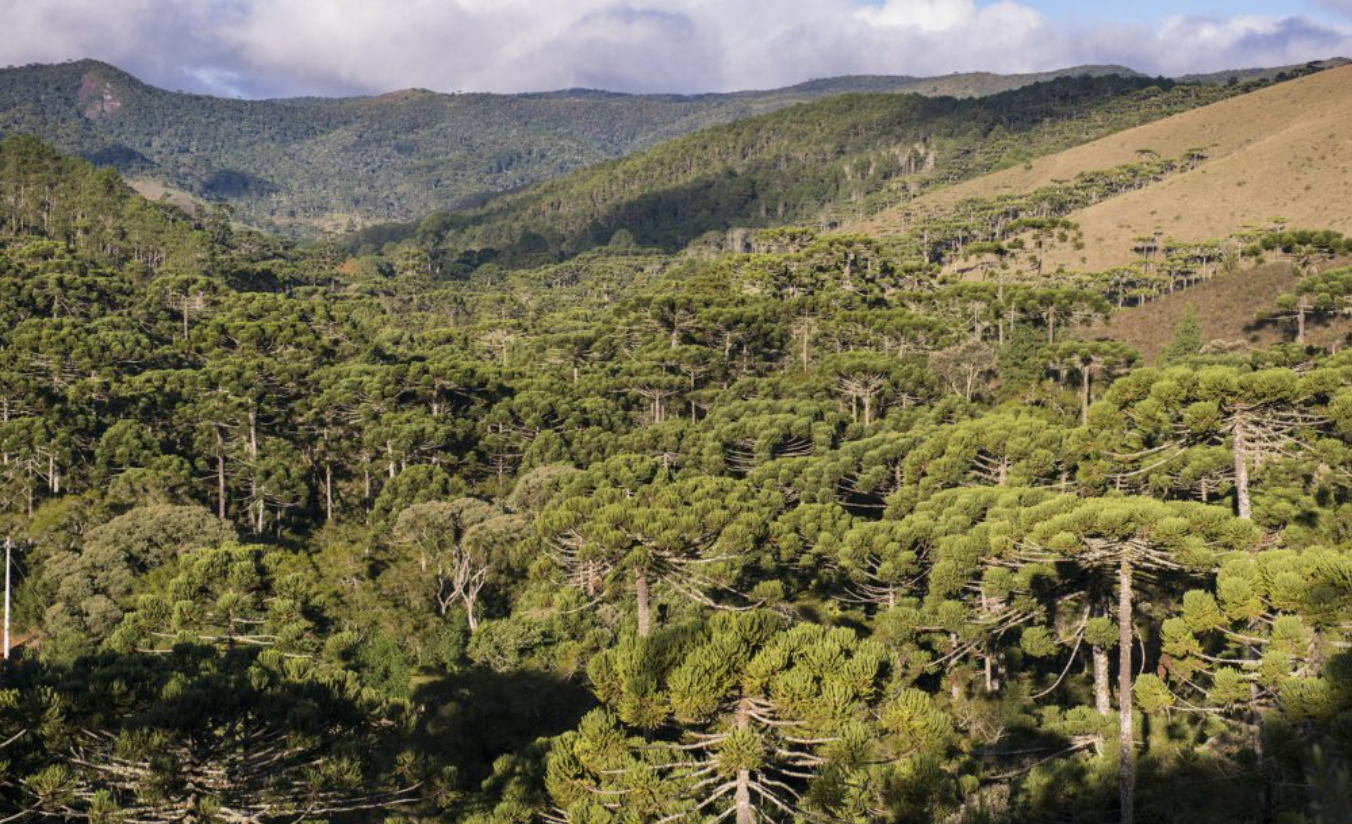 Bosque de Araucárias em Campos do Jordão com neblina matinal e luz suave entre as árvores