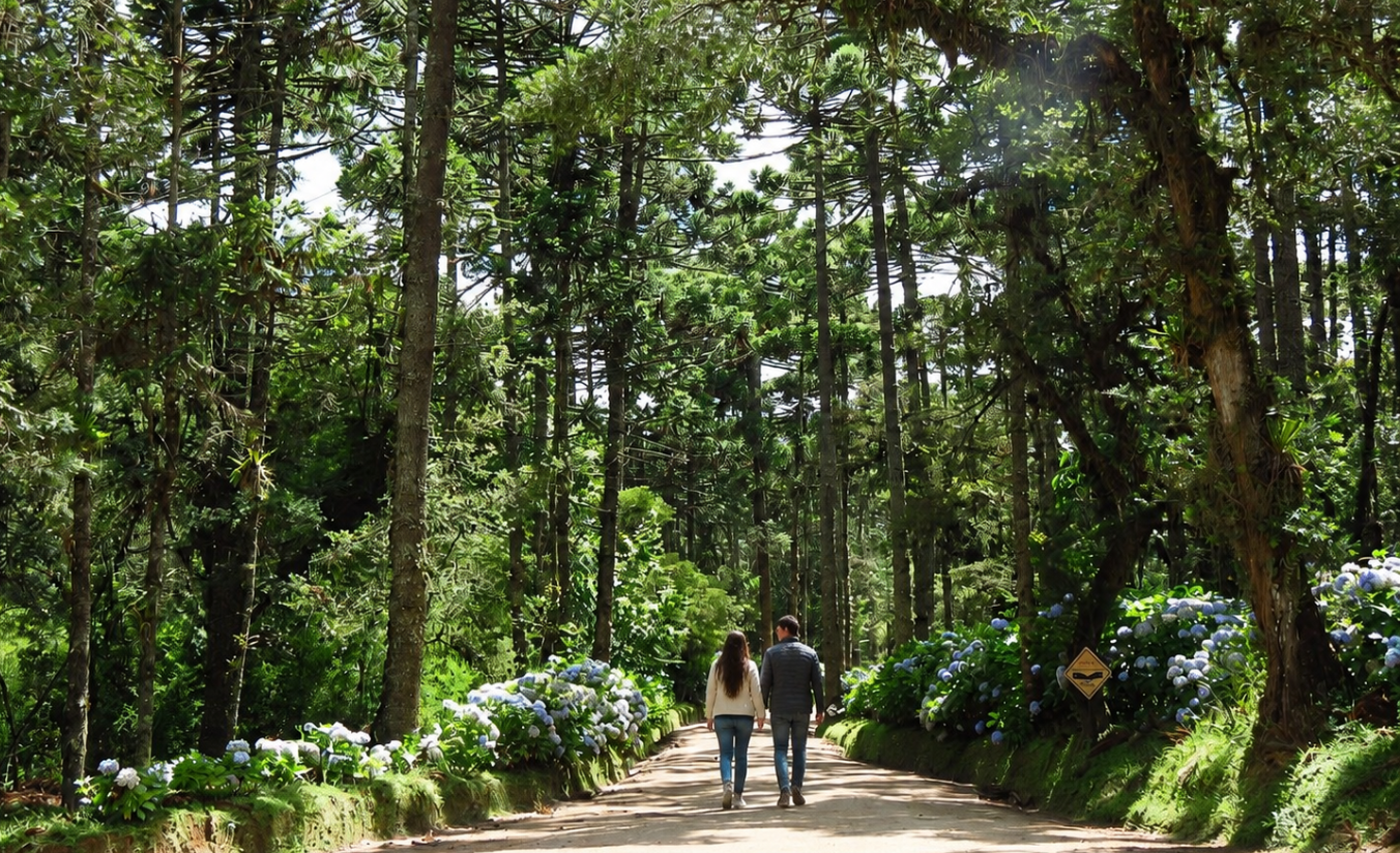Casal caminhando pelas trilhas do Parque Estadual de Campos do Jordão, o Horto Florestal, com araucárias ao redor e névoa nas montanhas