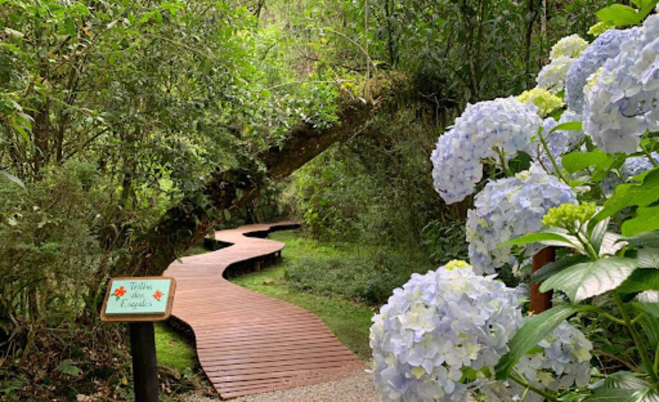 Trilha sombreada no Bosque do Silêncio em Campos do Jordão com árvores nativas e luz filtrada entre os galhos