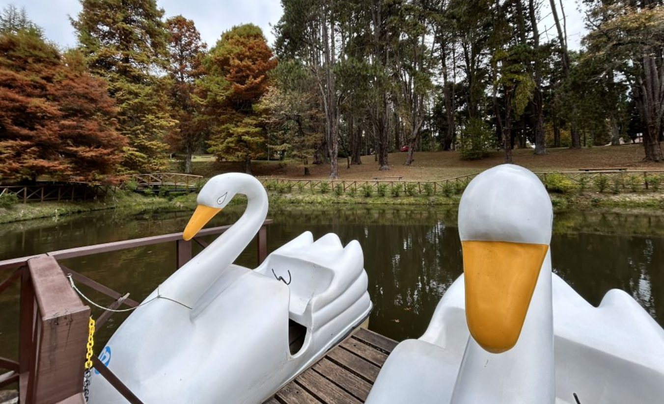 Vista do lago com pedalinhos no Parque Estadual de Campos do Jordão com araucárias ao redor e família remando ao fundo